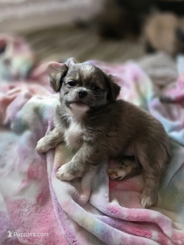 Maverick – Pekingese, Shih Tzu puppy for sale in Colorado Springs, CO
