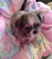 Maverick , a male Pekingese and Shih Tzu for sale in Colorado Springs, CO – 3 of 3