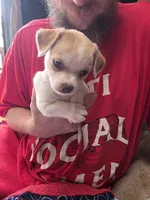 Sweet Pea, a female Chihuahua for sale in Colorado Springs, CO – 2 of 5