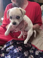 Tika, a female Chihuahua for sale in Colorado Springs, CO – 1 of 5