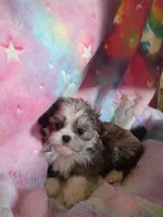 Cheyenne, a female Pekingese and Shih Tzu for sale in Colorado Springs, CO – 4 of 4