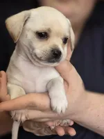 Gideon , a female Chihuahua for sale in Colorado Springs, CO – 3 of 5
