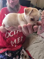 Sweet Pea, a female Chihuahua for sale in Colorado Springs, CO – 4 of 5