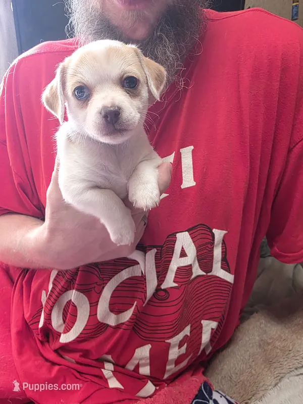 Sweet Pea – Chihuahua puppy for sale in Colorado Springs, CO