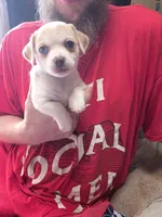 Sweet Pea, a female Chihuahua for sale in Colorado Springs, CO – 1 of 5
