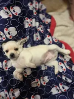 Gideon , a female Chihuahua for sale in Colorado Springs, CO – 4 of 5