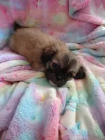 Moose, a male Pekingese and Shih Tzu for sale in Colorado Springs, CO – 2 of 3