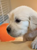 Nine puppy 1, a female Golden Retriever and English Cream Golden Retriever for sale in West Covina, CA – 2 of 4