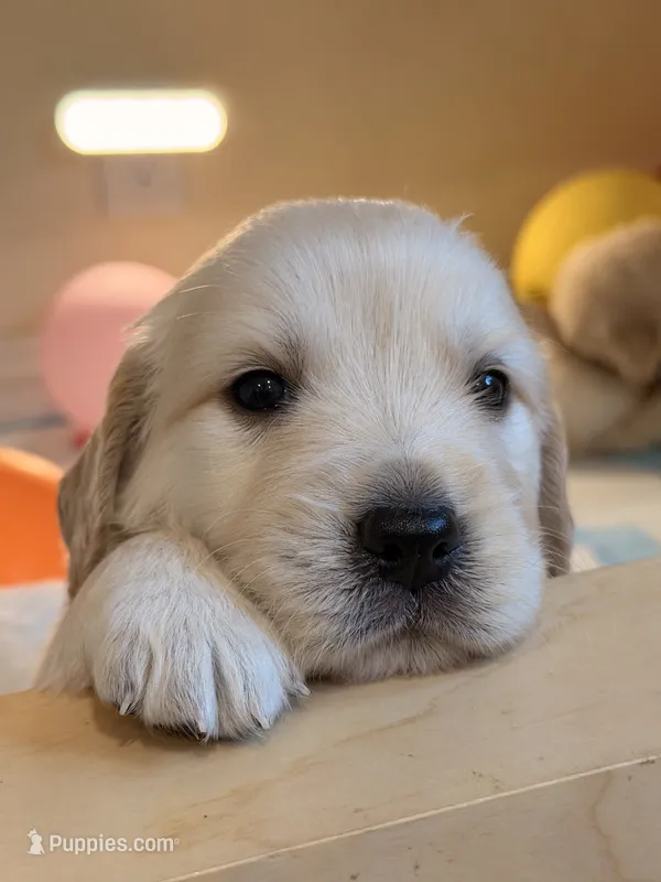 Nine puppy 1 – Golden Retriever, English Cream Golden Retriever puppy for sale in West Covina, CA