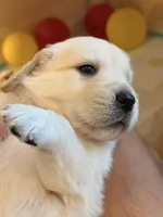 Nine puppy 1, a female Golden Retriever and English Cream Golden Retriever for sale in West Covina, CA – 4 of 4