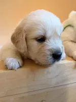 Nine puppy 1, a female Golden Retriever and English Cream Golden Retriever for sale in West Covina, CA – 3 of 4