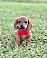 Tommy, a male Miniature Dachshund for sale in Polk City, FL – 2 of 2