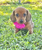 Tudie , a female Miniature Dachshund for sale in Polk City, FL – 2 of 2