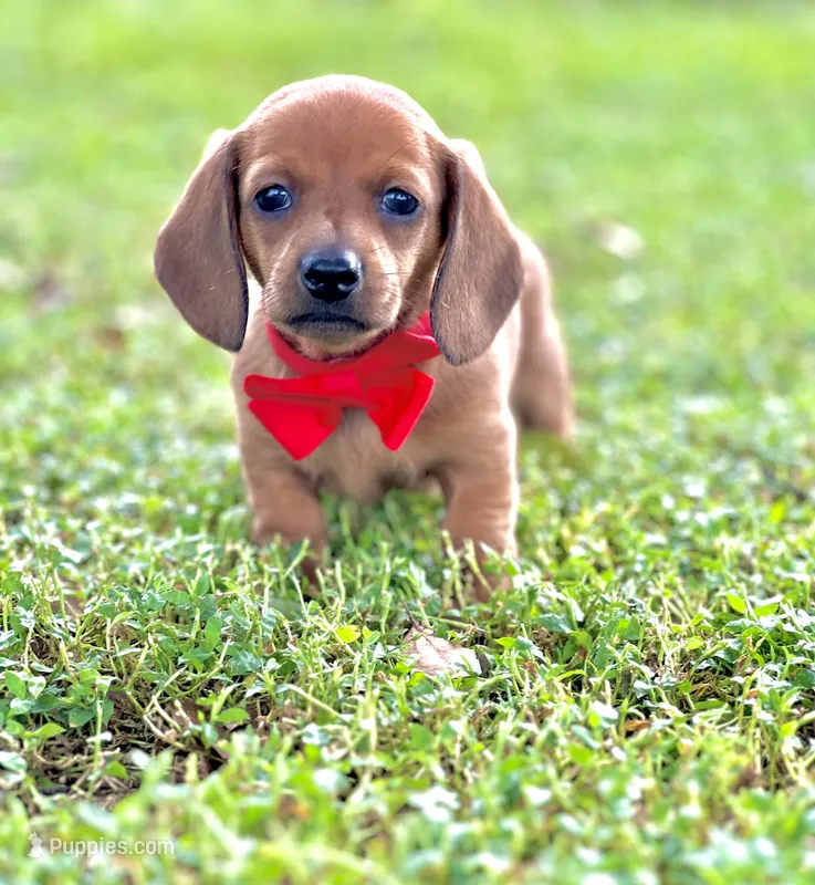 Tommy – Miniature Dachshund puppy for sale in Polk City, FL