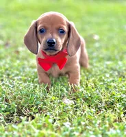 Tommy, a male Miniature Dachshund for sale in Polk City, FL – 1 of 2