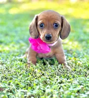 Tudie , a female Miniature Dachshund for sale in Polk City, FL – 1 of 2