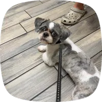 Koda, a male Shih Tzu for sale in Milwaukee, WI – 3 of 5