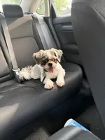 Koda, a male Shih Tzu for sale in Milwaukee, WI – 5 of 5