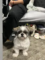 Koda, a male Shih Tzu for sale in Milwaukee, WI – 2 of 5