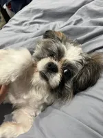Koda, a male Shih Tzu for sale in Milwaukee, WI – 4 of 5