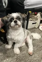 Koda, a male Shih Tzu for sale in Milwaukee, WI – 1 of 5