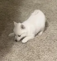 Akc light pink female, a female Schipperke for sale in Tulsa, OK – 3 of 6