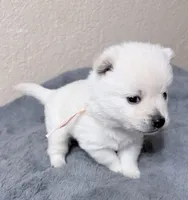 Akc light pink female, a female Schipperke for sale in Tulsa, OK – Photo 2 of 2