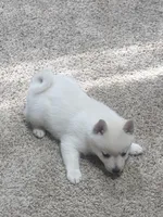 Akc light pink female, a female Schipperke for sale in Tulsa, OK – 4 of 6