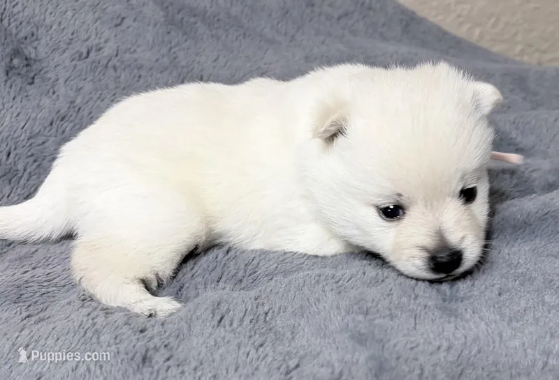 Akc light pink female – Schipperke puppy for sale in Tulsa, OK