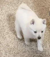 Akc light pink female, a female Schipperke for sale in Tulsa, OK – 1 of 6