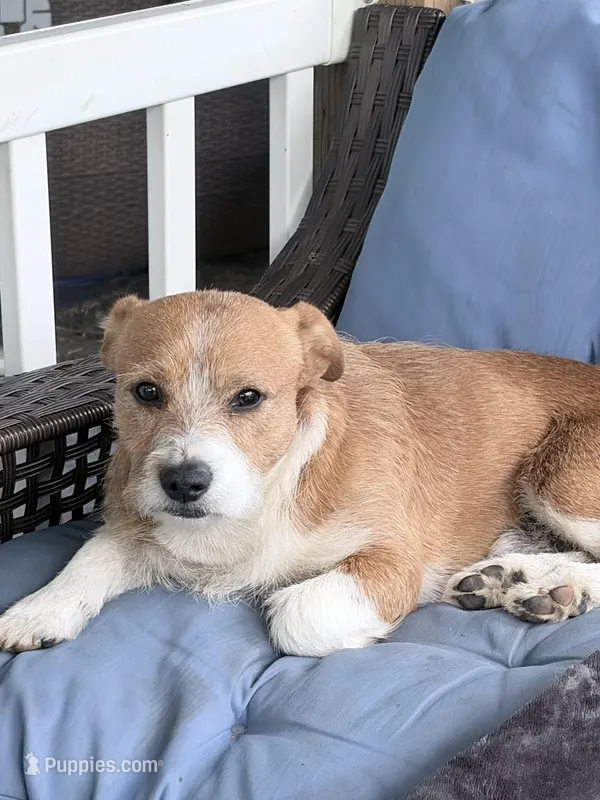 Loyal Boy – Boston Terrier puppy for sale in Tulsa, OK