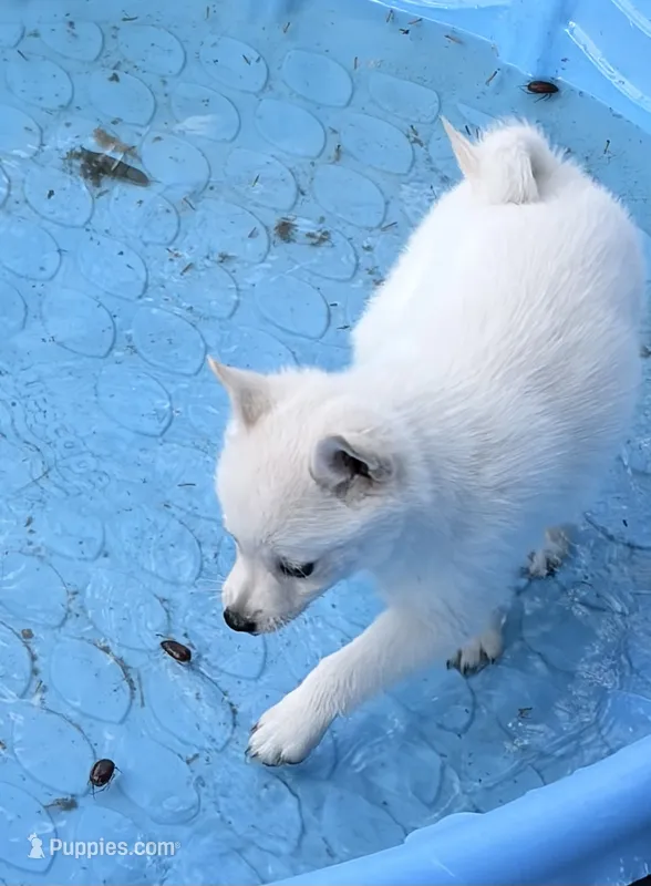 Akc pink female – Schipperke puppy for sale in Tulsa, OK