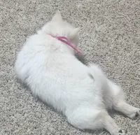 Akc pink female, a female Schipperke for sale in Tulsa, OK – 7 of 7