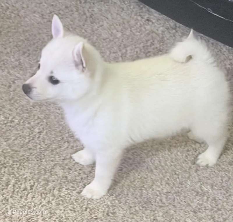 Akc pink female, a female Schipperke for sale in Tulsa, OK – 1 of 7