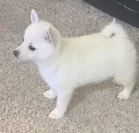 Akc pink female, a female Schipperke for sale in Tulsa, OK – 1 of 7
