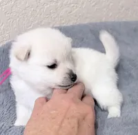 Akc pink female, a female Schipperke for sale in Tulsa, OK – Photo 2 of 2