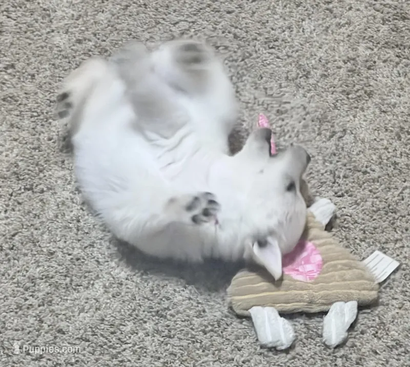 Akc pink female – Schipperke puppy for sale in Tulsa, OK