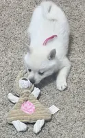 Akc pink female, a female Schipperke for sale in Tulsa, OK – 3 of 7