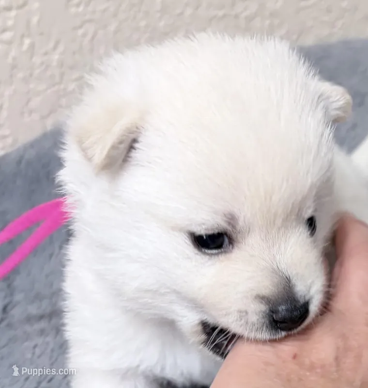 Akc pink female – Schipperke puppy for sale in Tulsa, OK