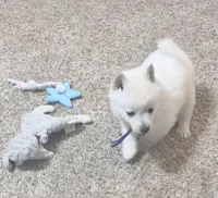 Akc purple female, a female Schipperke for sale in Tulsa, OK – 3 of 5