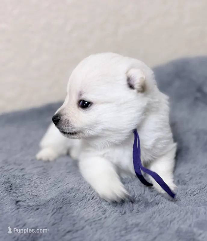 Akc purple female – Schipperke puppy for sale in Tulsa, OK