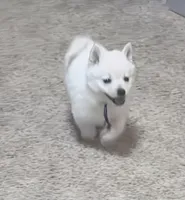 Akc purple female, a female Schipperke for sale in Tulsa, OK – 1 of 5