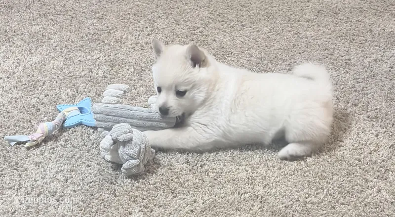 Akc orange male – Schipperke puppy for sale in Tulsa, OK