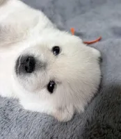 Akc orange male, a male Schipperke for sale in Tulsa, OK – Photo 2 of 2