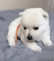 Akc orange male, a male Schipperke for sale in Tulsa, OK – Photo 1 of 2