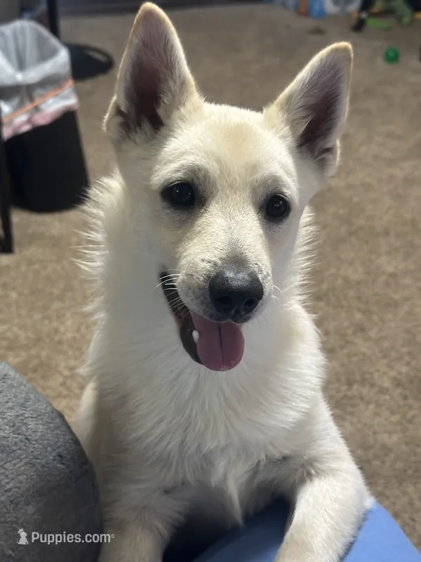 Akc Bolt – Schipperke puppy on hold in Tulsa, OK