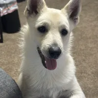 Akc Bolt, a male Schipperke for sale in Tulsa, OK – Photo 1 of 4