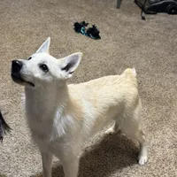 Akc Bolt, a male Schipperke for sale in Tulsa, OK – Photo 4 of 4