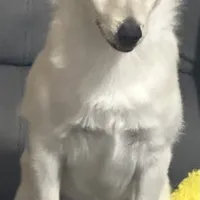 Akc Bolt, a male Schipperke for sale in Tulsa, OK – Photo 2 of 4