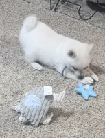 Akc blue male, a male Schipperke for sale in Tulsa, OK – 3 of 6